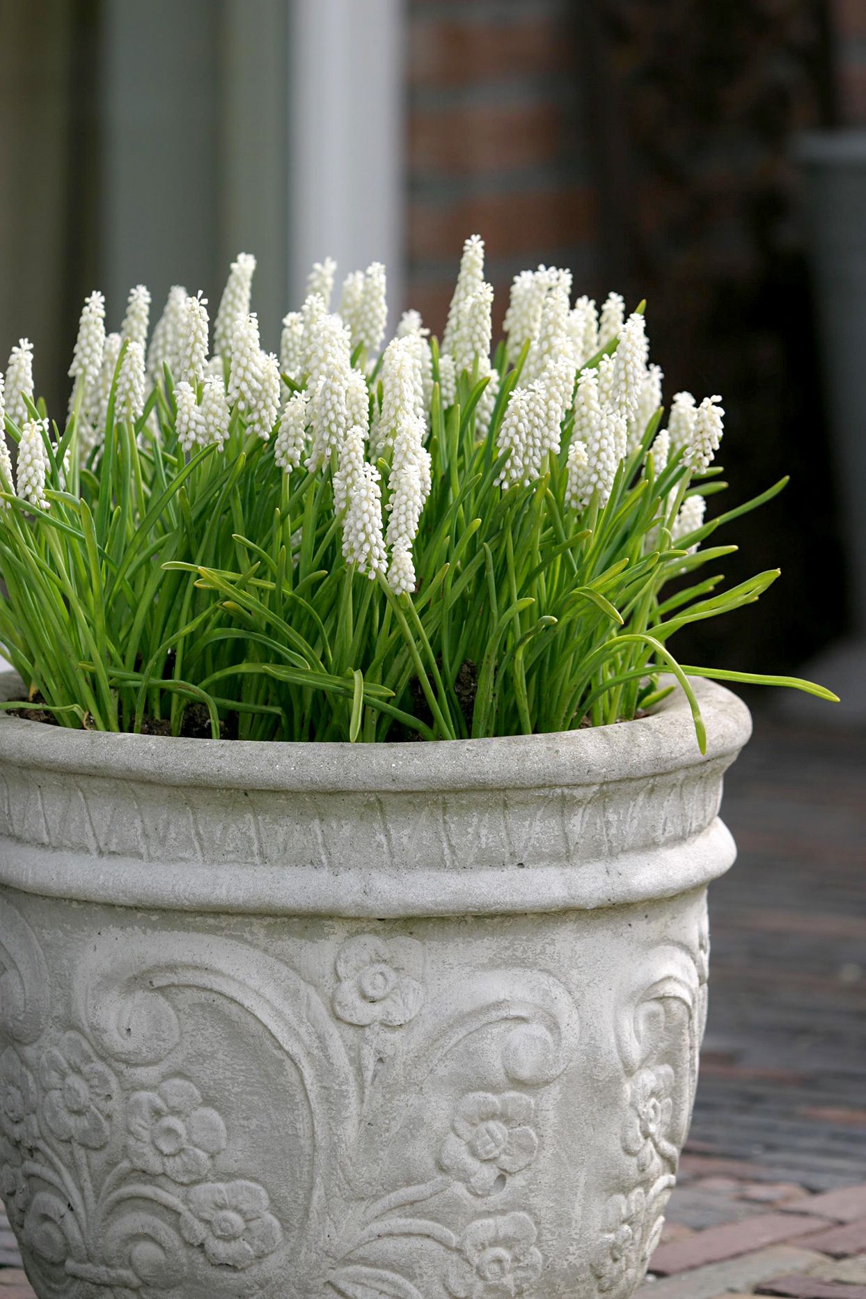 Muscari - Grape Hyacinth - White Pearl Maiden