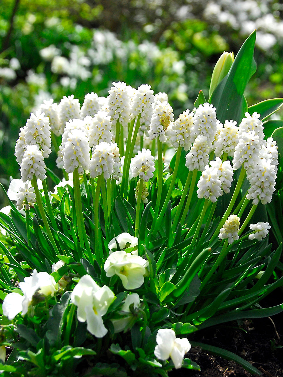 Muscari - Grape Hyacinth - White Pearl Maiden