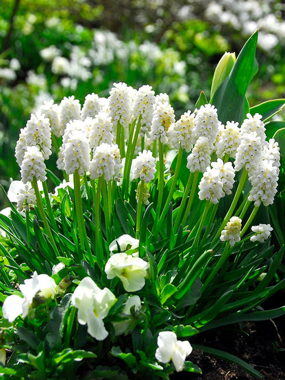 Muscari - Grape Hyacinth - White Pearl Maiden