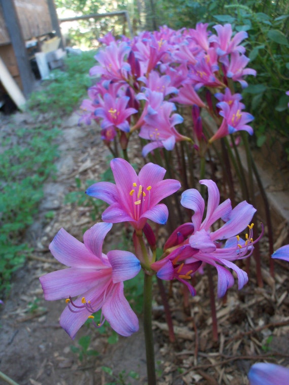 Spider Lily - Fairy Pink and Electric Blue - Lycoris