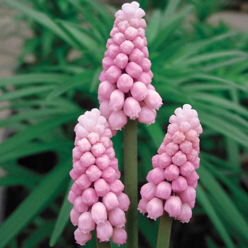 Muscari - Grape Hyacinth - Blushing Maiden