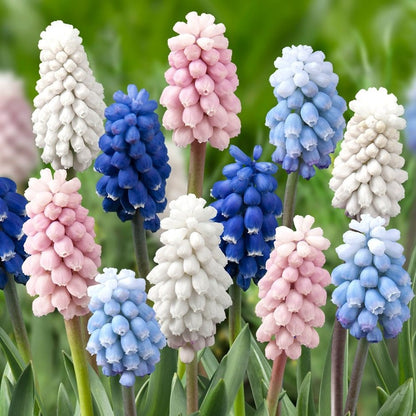 Muscari - Grape Hyacinth - Blushing Mix