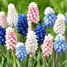 Muscari - Grape Hyacinth - Blushing Mix