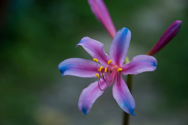 Spider Lily - Fairy Pink and Electric Blue - Lycoris