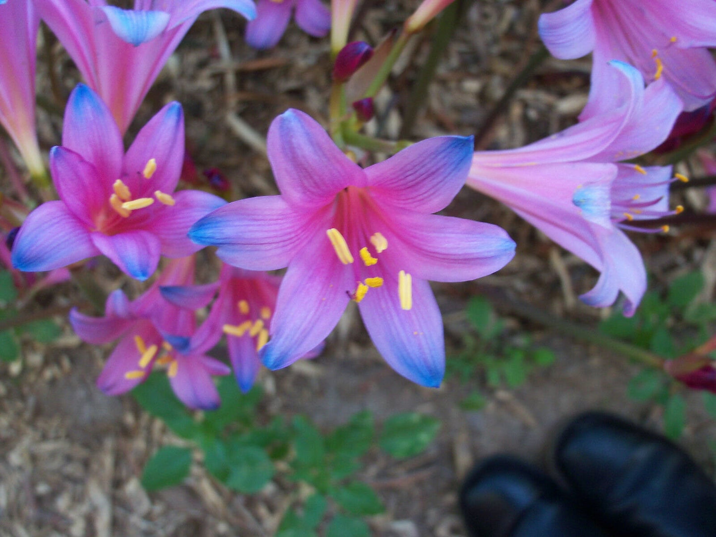 Spider Lily - Fairy Pink and Electric Blue - Lycoris