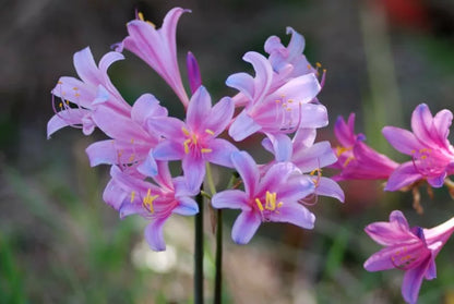 Spider Lily - Fairy Pink and Electric Blue - Lycoris