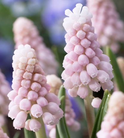 Muscari - Grape Hyacinth - Blushing Maiden