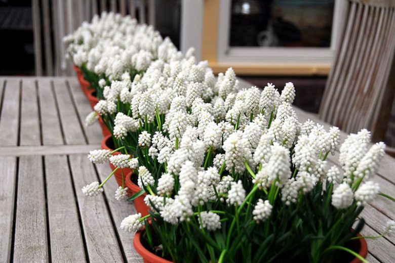 Muscari - Grape Hyacinth - White Pearl Maiden