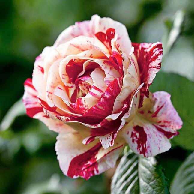 Rose - Scentimental - Floribunda