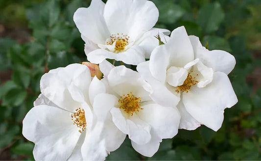 Rose - Knockout - White