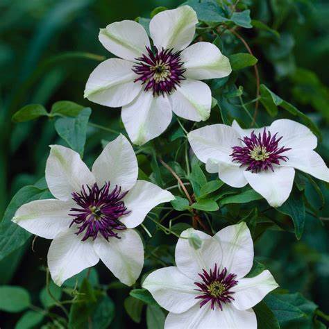 Clematis 'Florida Seboldii' - Double Bloom White and Purple