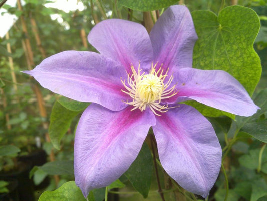 Clematis 'Barbara Jackman'