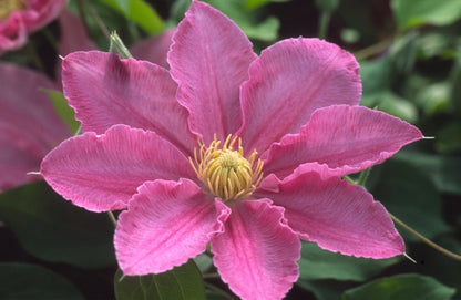 Clematis 'Abilene' - Pink - 4ft Dwarf Variety