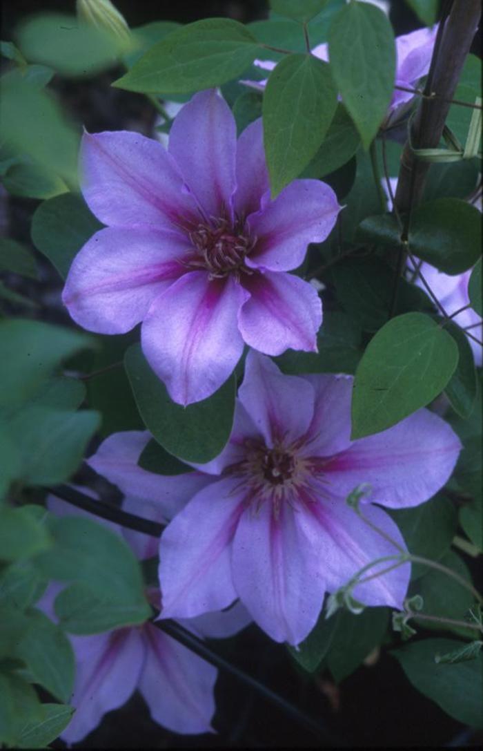 Clematis 'Candy Stripe'