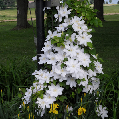 Clematis 'Guernsey Cream'