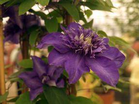 Clematis 'Shikou' / 'Shikoo' - Multi-Bloom Blue Violet