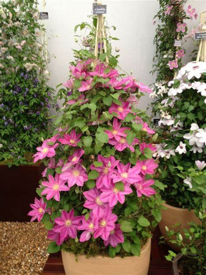 Clematis 'Abilene' - Pink - 4ft Dwarf Variety