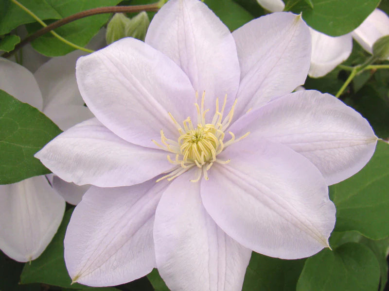 Clematis 'Hakuba' - Layered Petals