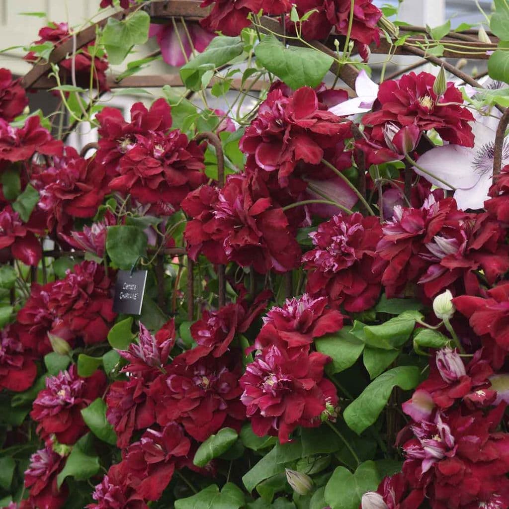 Clematis 'Charmaine'  Double Bloom Red