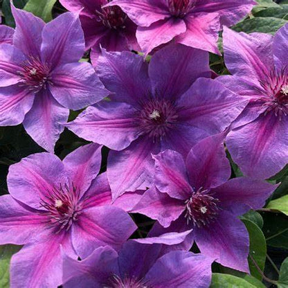 Clematis 'Adam's Courage'