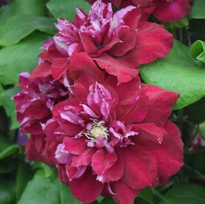 Clematis 'Charmaine'  Double Bloom Red