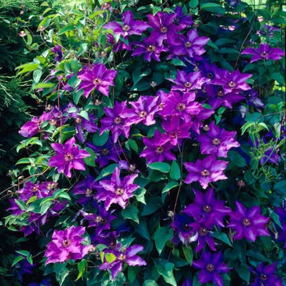 Clematis Flowering Vine - The President