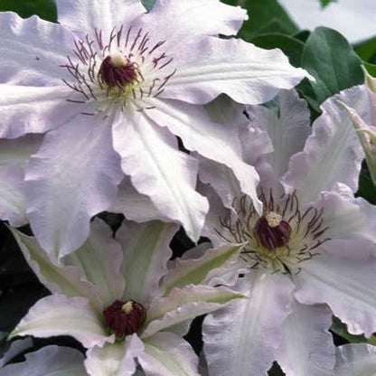 Clematis 'Clair de lune™ ‘Evirin’ (N)