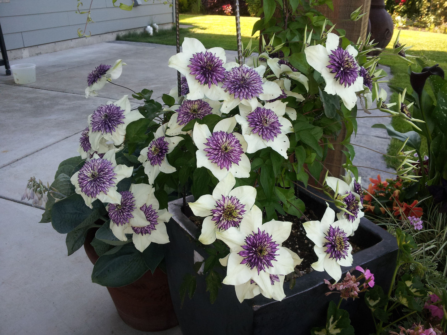 Clematis 'Florida Seboldii' - Double Bloom White and Purple