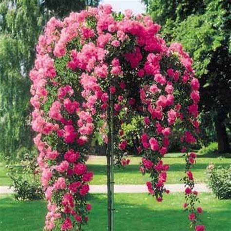 Rose Tree - Double Knockout - Pink