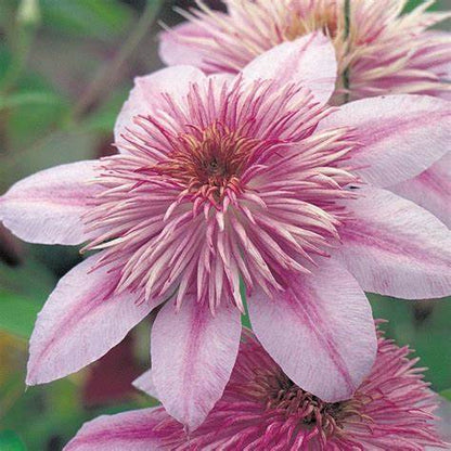 Clematis 'Empress'