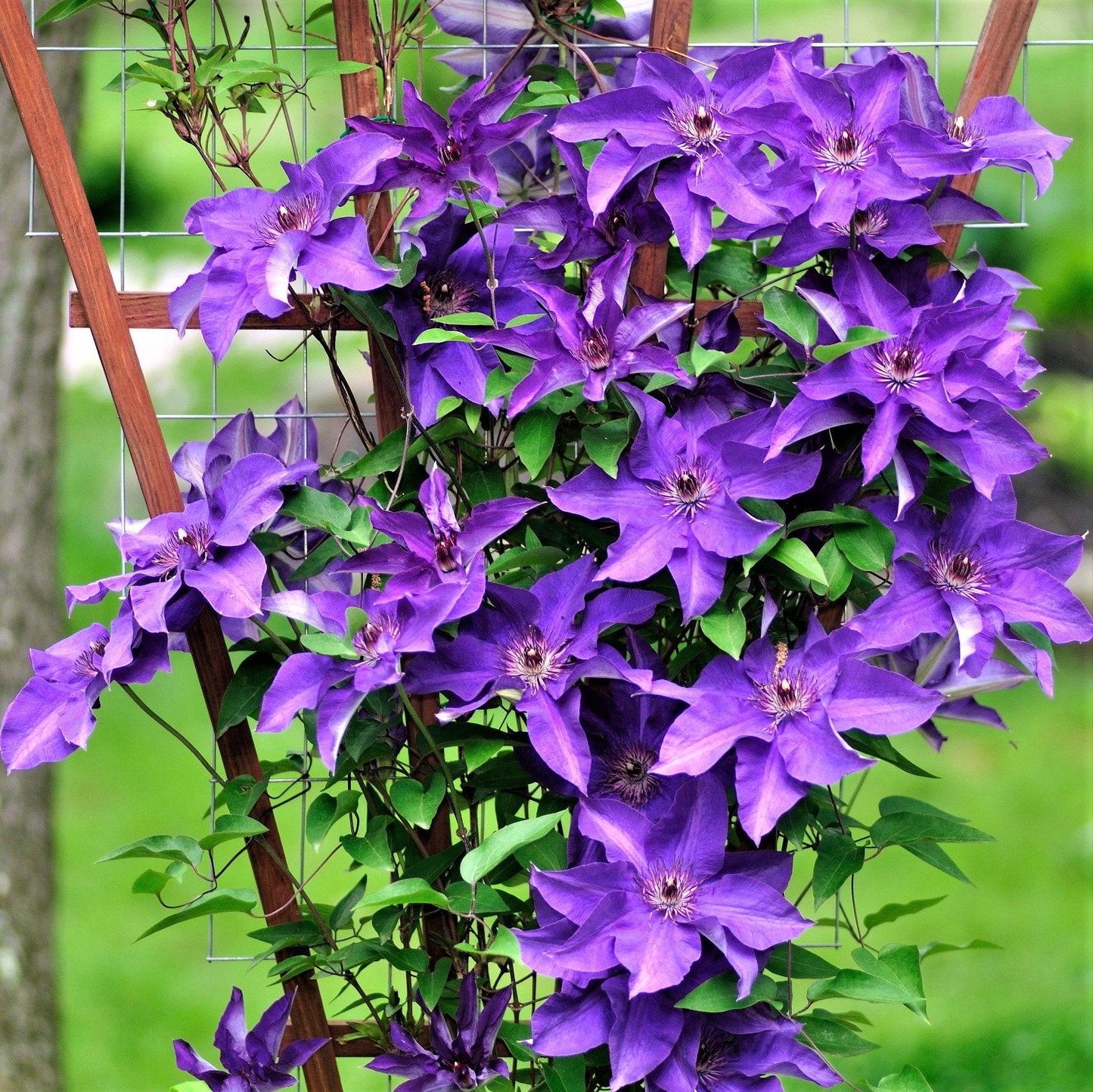 Clematis Flowering Vine - The President