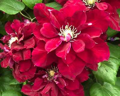 Clematis 'Charmaine'  Double Bloom Red