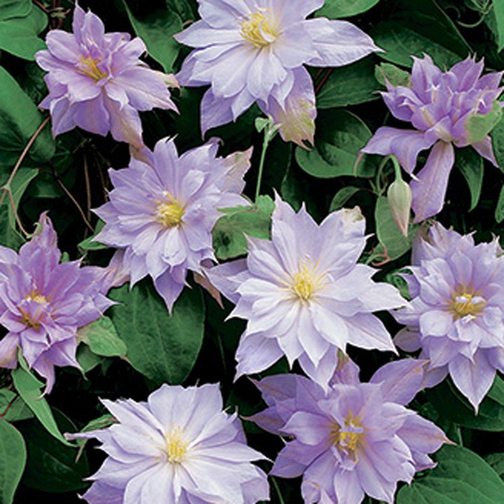 Clematis 'Belle of Woking' - Pale Lavender Pink Double Bloom