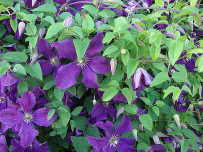 Clematis 'Jackmanii Superba'