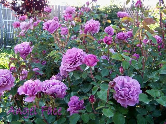 Rose Patio Tree - Floribunda - Angel Face