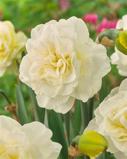 Daffodil - White Fluffle - Obdam