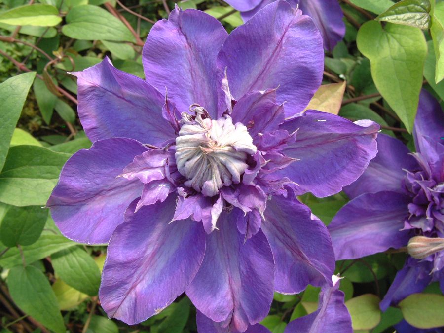 Clematis 'Shikou' / 'Shikoo' - Multi-Bloom Blue Violet