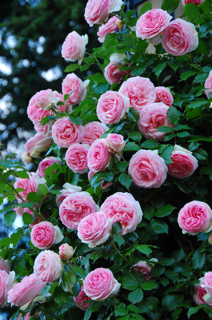 Rose - Scentuous - Floribunda