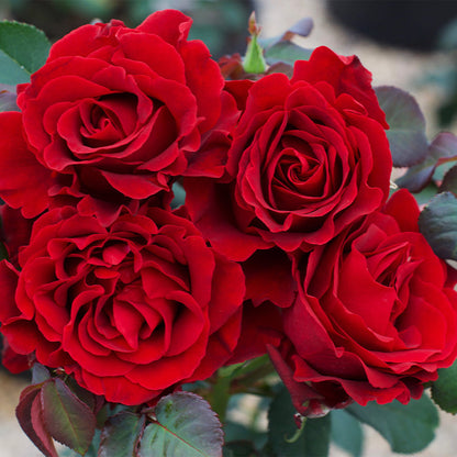 Rose - Dancing in the Dark - Floribunda