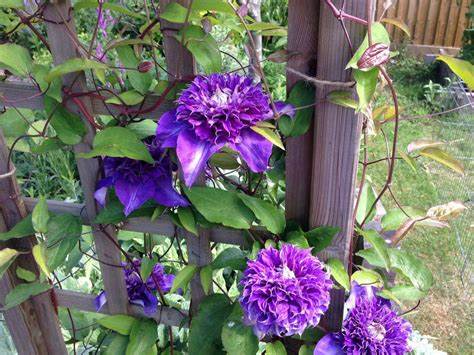 Clematis 'Shikou' / 'Shikoo' - Multi-Bloom Blue Violet