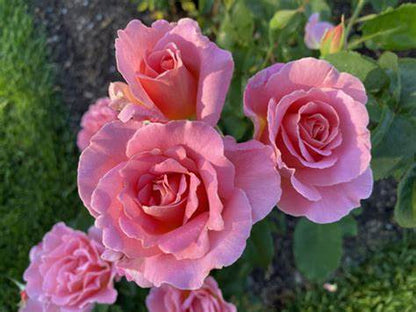 Rose - Tiffany - Hybrid Tea