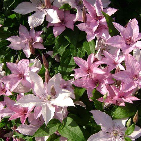 Clematis 'Hagley Hybrid' AKA 'Pink Chiffon' - Late Blooming