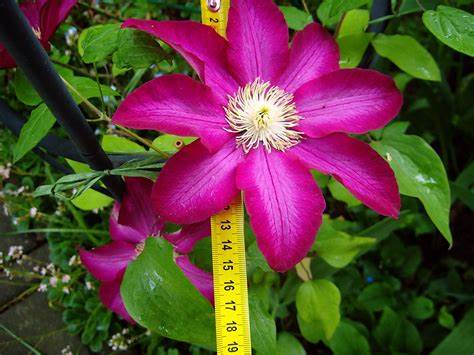 Clematis 'Bourbon' AKA StarFire - 6ft Dwarf Variety