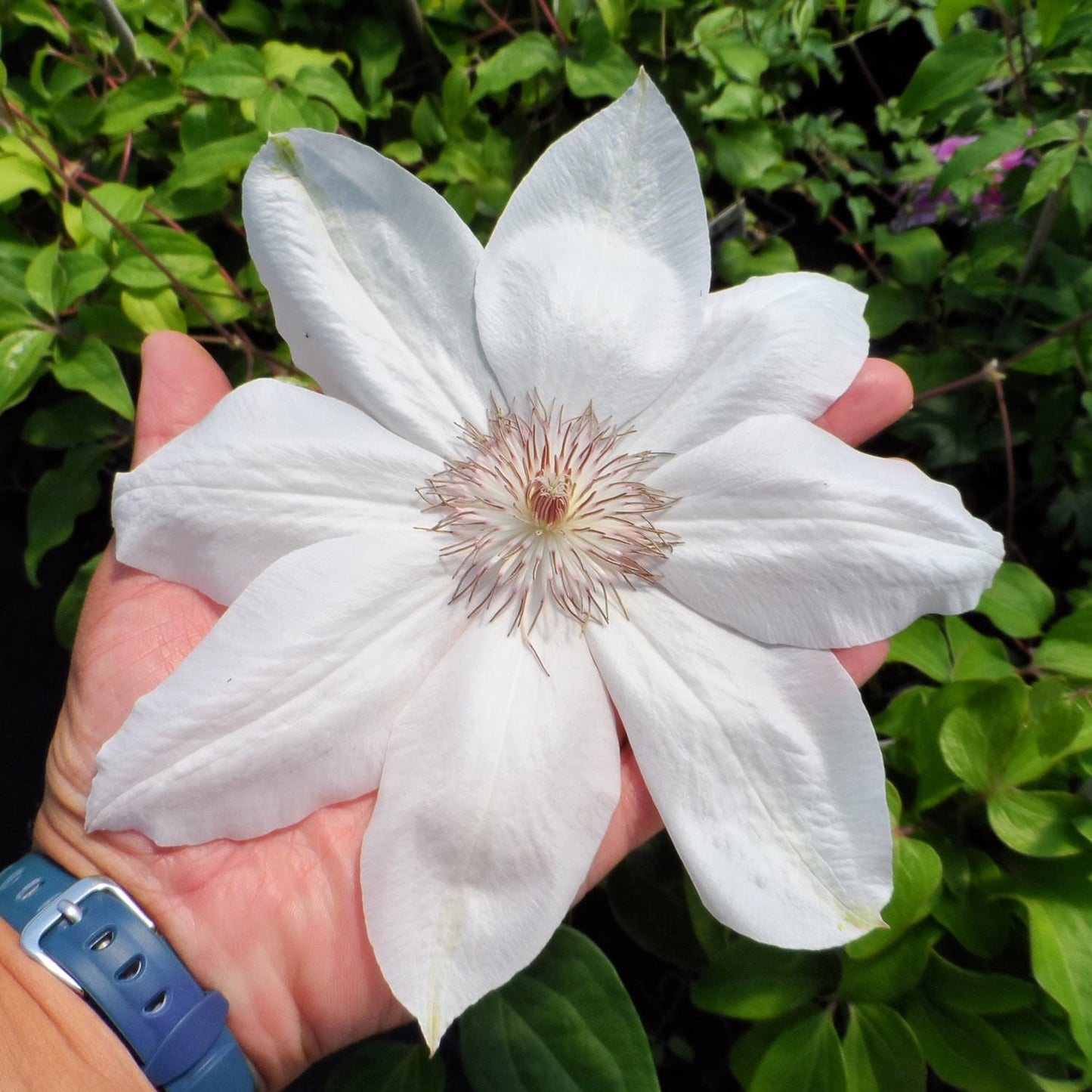 Clematis 'Henryi'  - 8 inch Flowers!