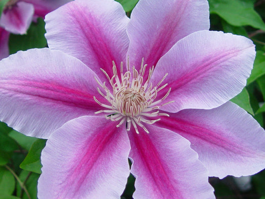 Clematis 'Bees Jubilee'