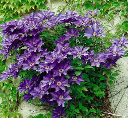 Clematis Flowering Vine - The President