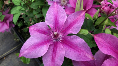 Clematis 'Rosalie' - Color Changing