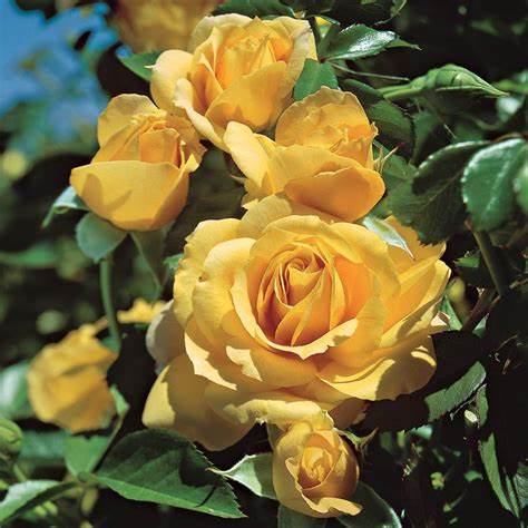 Rose - Kordes - Floribunda - Julia Child