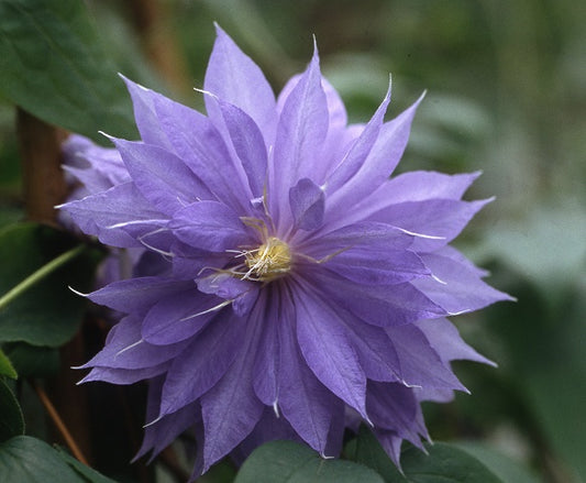 Clematis 'Daniel Deronda' - Semi-Double Bloom