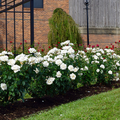 Rose - Shirley's Bouquet - Hybrid Tea